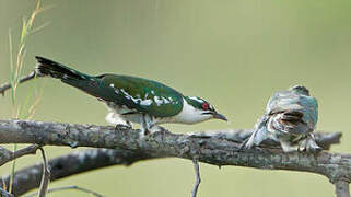 Diederik Cuckoo