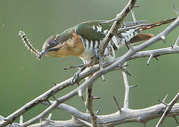 Diederik Cuckoo