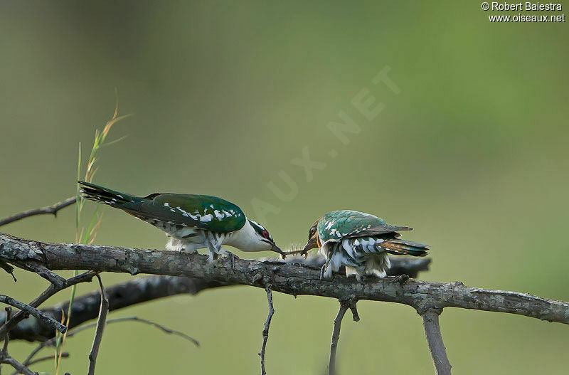 Diederik Cuckoo male