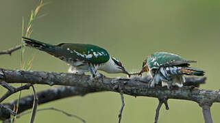 Diederik Cuckoo