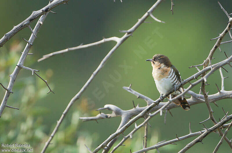 Diederik Cuckoo female adult