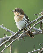 Diederik Cuckoo