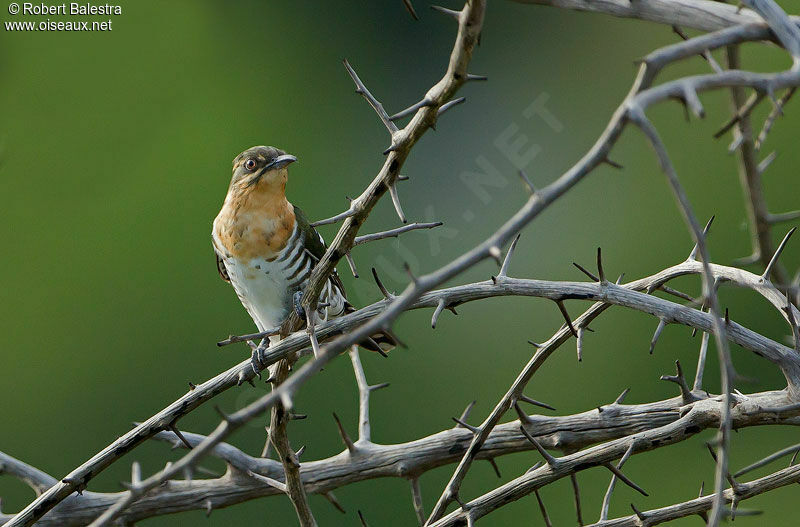 Diederik Cuckoo female adult