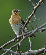 Diederik Cuckoo