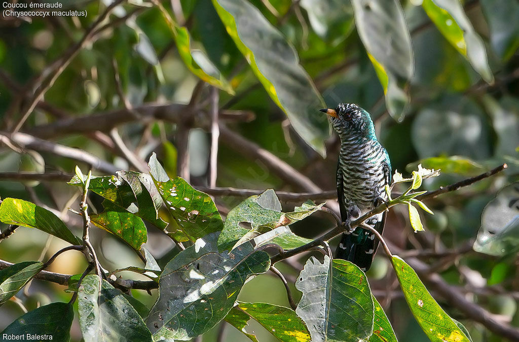 Asian Emerald Cuckoo