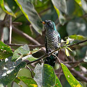 Asian Emerald Cuckoo