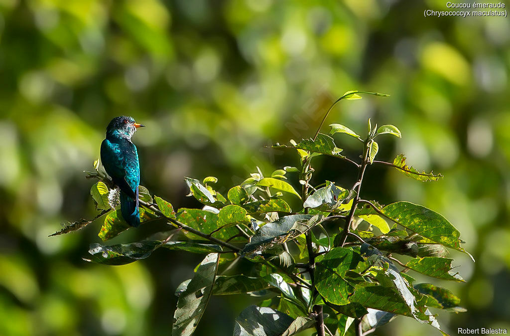 Asian Emerald Cuckoo