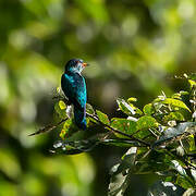 Asian Emerald Cuckoo