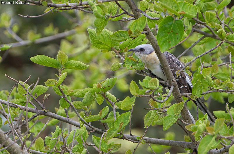 Great Spotted Cuckoo