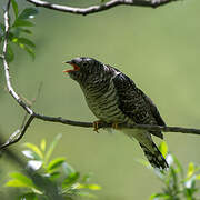 Common Cuckoo