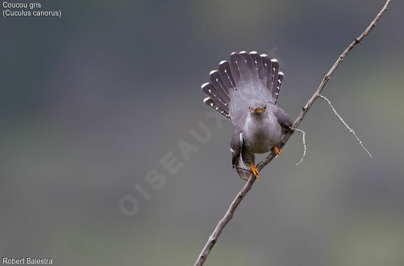 Common Cuckoo male