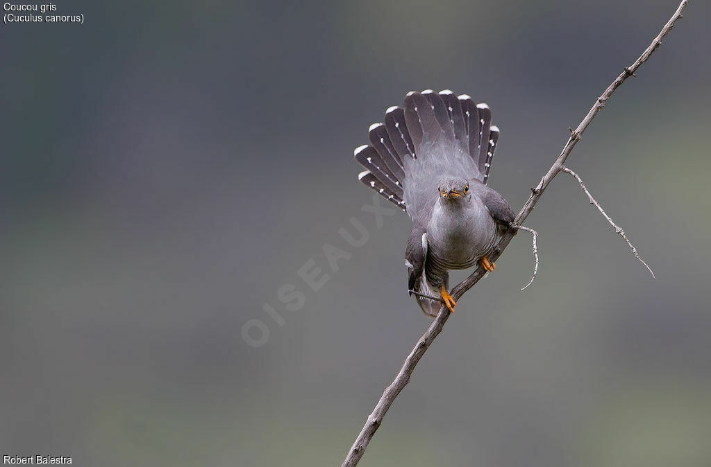 Coucou gris mâle