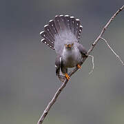 Common Cuckoo