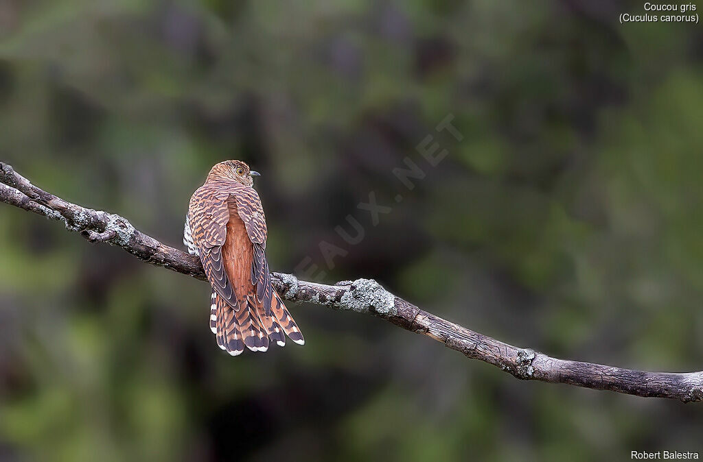 Common Cuckoo female