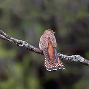 Common Cuckoo