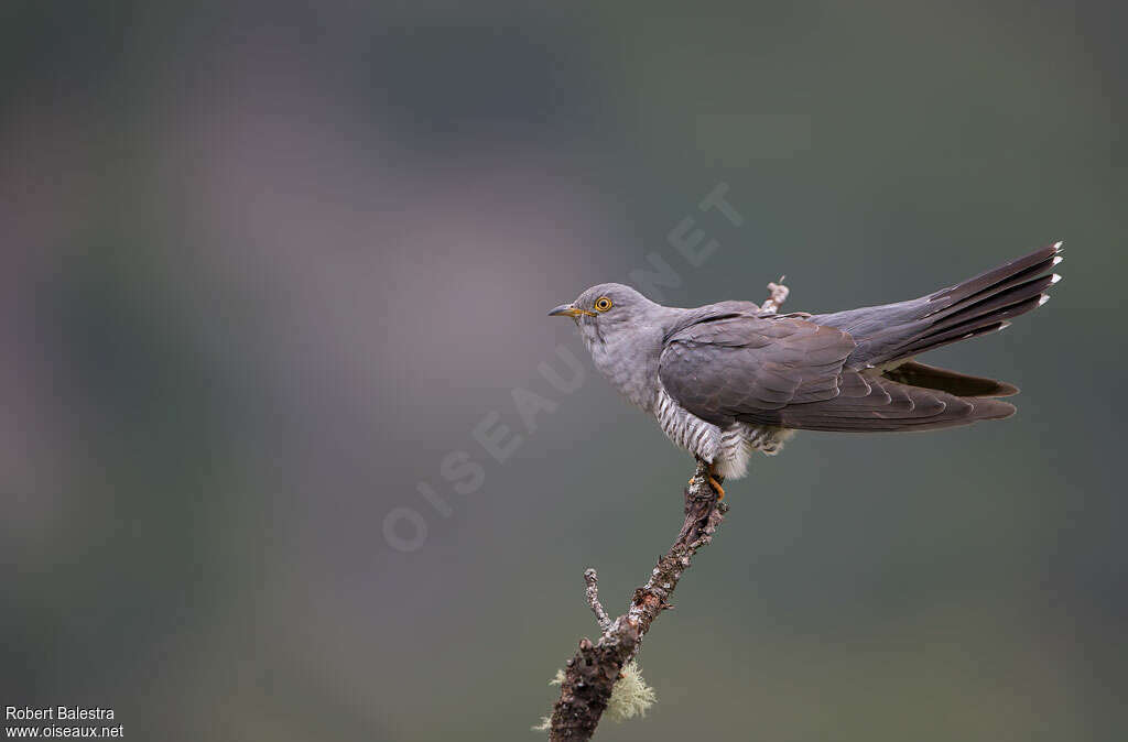 Coucou gris mâle, identification