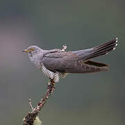 Common Cuckoo