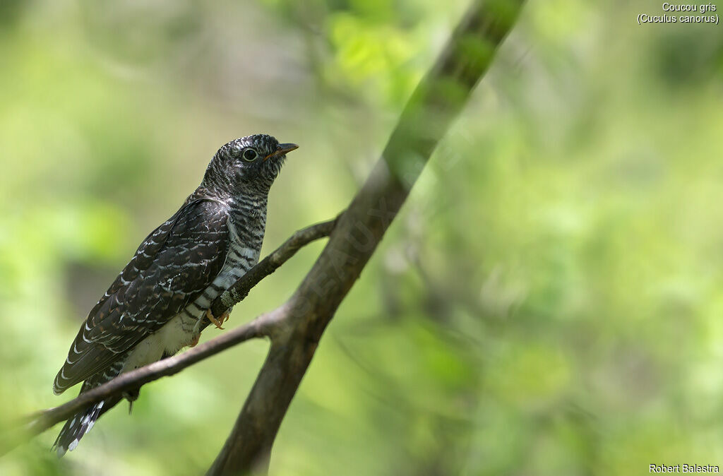 Common Cuckoojuvenile