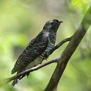 Common Cuckoo