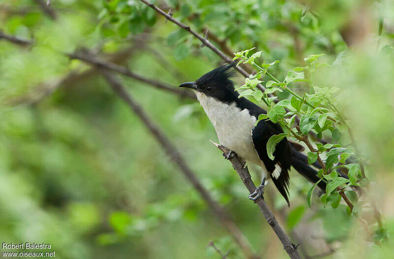 Jacobin Cuckooadult, habitat, camouflage, pigmentation, Behaviour