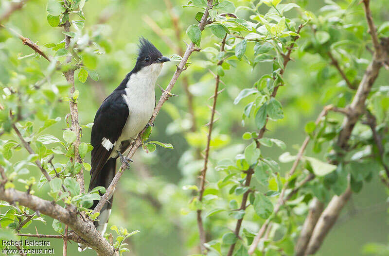 Jacobin Cuckooadult, close-up portrait