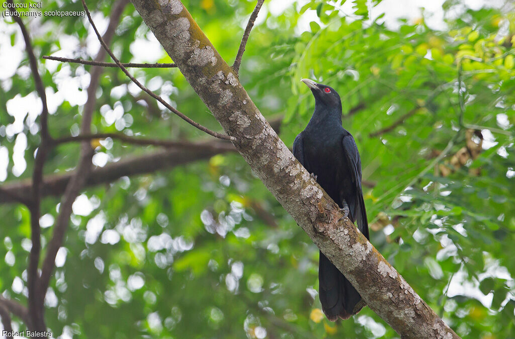 Asian Koel