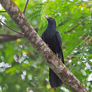 Asian Koel