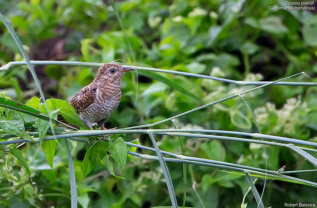 Plaintive Cuckoo