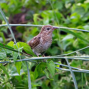 Plaintive Cuckoo