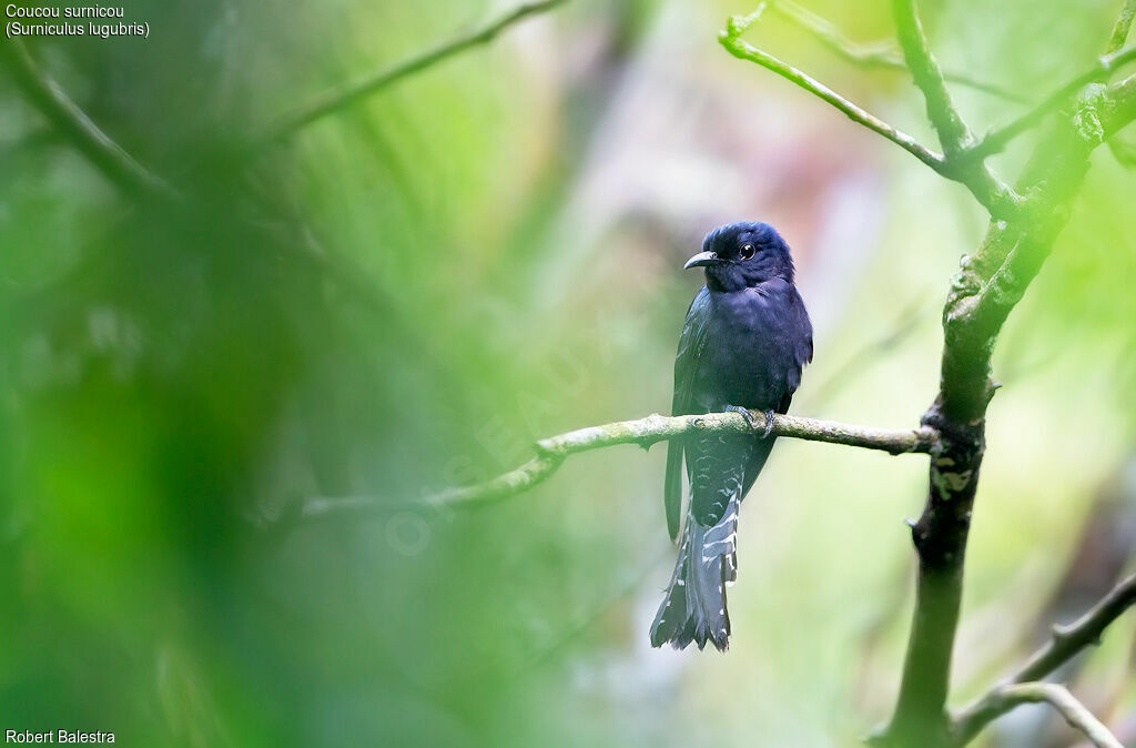 Square-tailed Drongo-Cuckoo