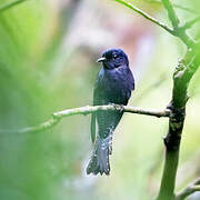 Square-tailed Drongo-Cuckoo