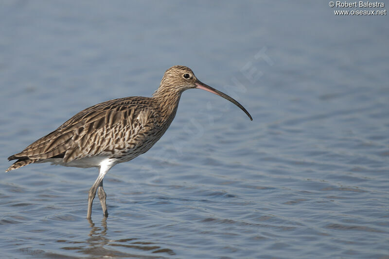 Eurasian Curlew