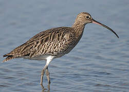 Eurasian Curlew