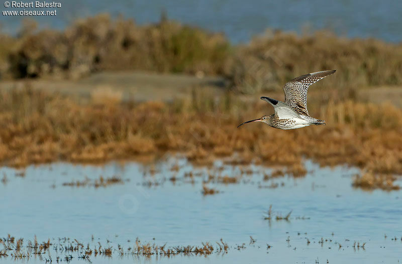 Eurasian Curlew