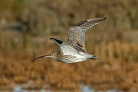 Eurasian Curlew