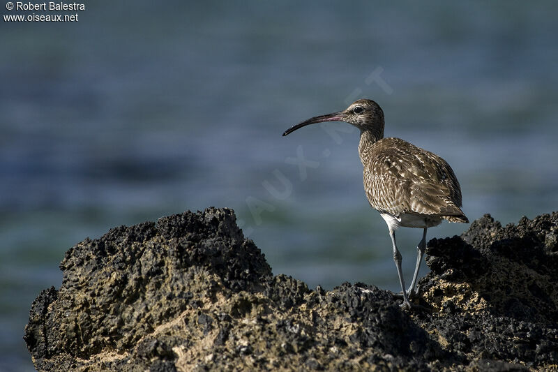 Whimbrel