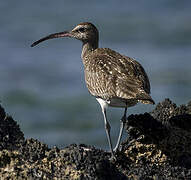 Eurasian Whimbrel