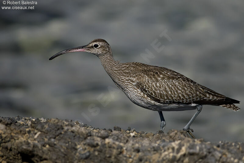 Eurasian Whimbrel