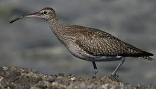 Eurasian Whimbrel