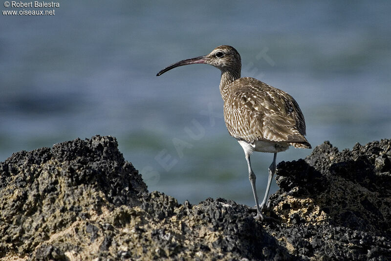 Eurasian Whimbrel