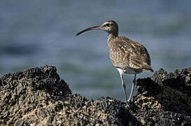 Eurasian Whimbrel