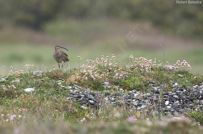 Eurasian Whimbrel