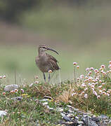 Eurasian Whimbrel