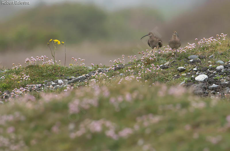 Eurasian Whimbrel