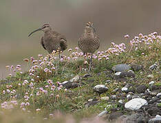 Eurasian Whimbrel