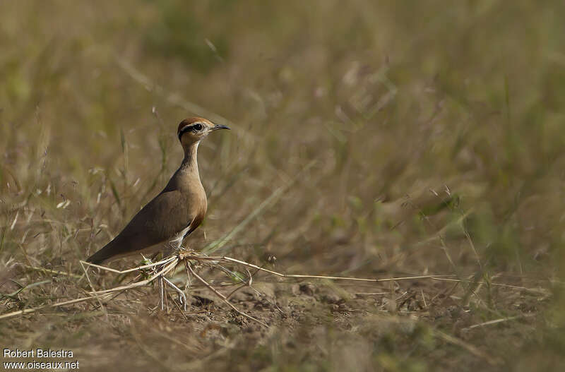 Temminck's Courseradult