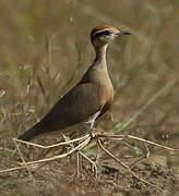 Temminck's Courser