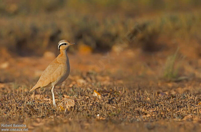 Cream-colored Courseradult, pigmentation