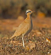 Cream-colored Courser