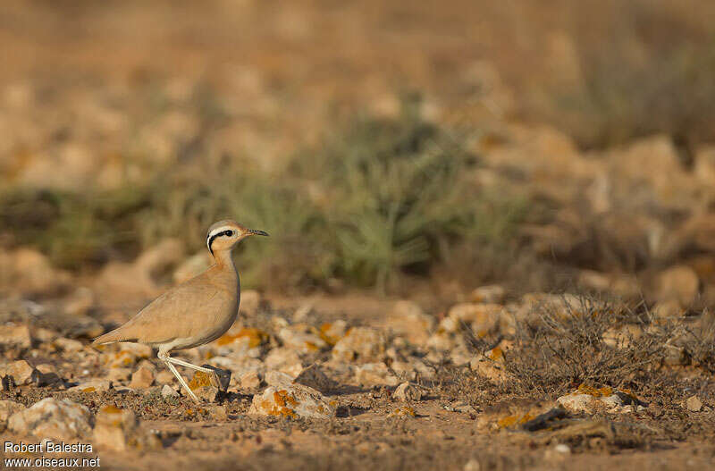 Cream-colored Courser